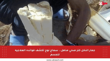 جمار النخل كنز صحي مذهل.. سماح نوح تكشف فوائده العلاجية للجسم